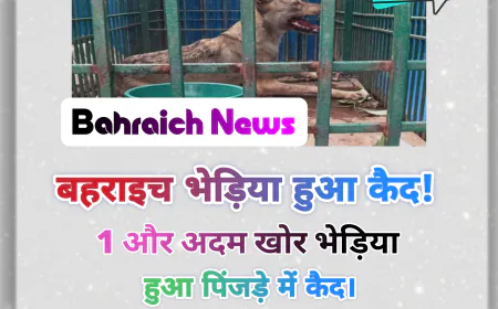 बहराइच में आदमखोर भेड़िया पकड़ा गया: सिसौरा के कछार में वन विभाग की बड़ी कामयाबी