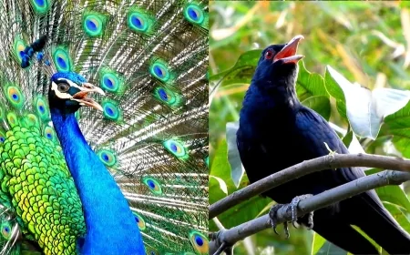 शिक्षाप्रद कहानी