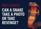 Do Snakes Take Revenge or Remember Faces? | Fact-Check