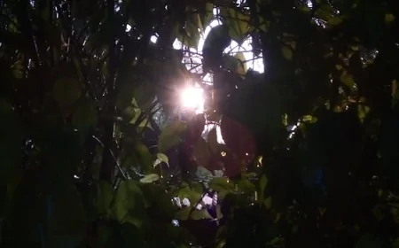 घर पर बनाएं रेस्टोरेंट जैसा हम्मस